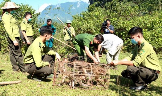 Lực lượng chức năng thả 5 cá thể khỉ về rừng tự nhiên.