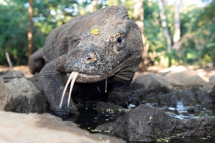 Biến đổi khí hậu đe dọa rồng Komodo - thằn lằn sống lớn nhất Trái đất