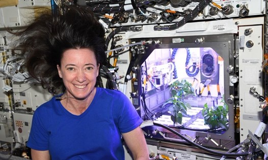 Cây ớt đầu tiên nở hoa trên Trạm Vũ trụ Quốc tế ISS. Ảnh: Twitter/
Megan McArthur