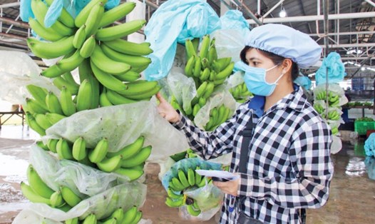 Cơ hội cho người trồng chuối khi Trung Quốc mở cửa cho xuất khẩu chuối trở lại. Ảnh minh họa: Thannong24h.vn