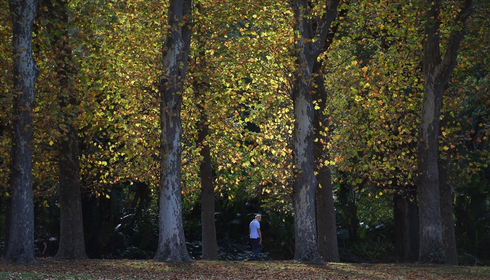 Vườn thực vật Fitzroy ở Melbourne, Australia. Ảnh minh họa. Ảnh: AFP
