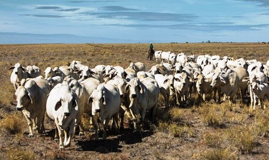 Việc nhập khẩu 14.000 con bò sống từ Brazil khiến các chuyên gia lo ngại sẽ làm lây lan dịch bệnh "bò điên". Ảnh minh hoạ: Nguồn Beef Central