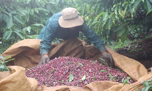 Các nông sản chủ lực như cà phê, điều, hồ tiêu... được thu hoạch xuất bán trước thời điểm dịch COVID-19 bùng phát. Ảnh T.T