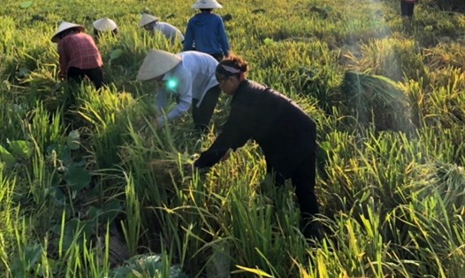 Người dân vùng lũ huyện Gia Viễn, Ninh Bình khẩn trương thu hoạch lúa để tránh bão Conson. Ảnh: NT