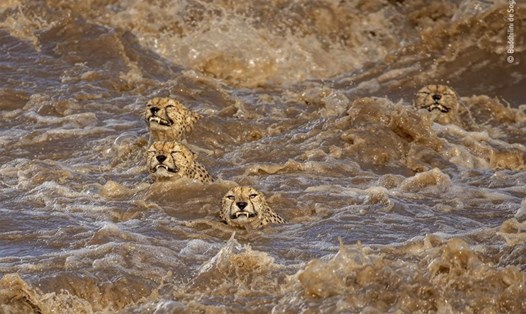Bức ảnh đàn báo gêpa bơi qua dòng lũ dữ ở Kenya. Ảnh: Buddhilini de Soyza/ Wildlife Photographer of the Year