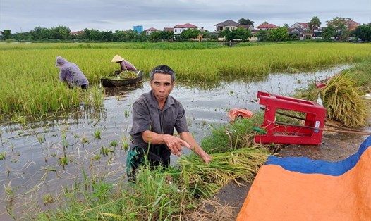 Sáng nay, 9.9, nông dân ở xã Đồng Môn, thành phố Hà Tĩnh, tỉnh Hà Tĩnh gặt lúa chạy bão Conson. Ảnh: Trần Tuấn.
