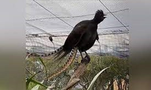 Con chim có tên là Echo. Ảnh: Vườn thú Taronga