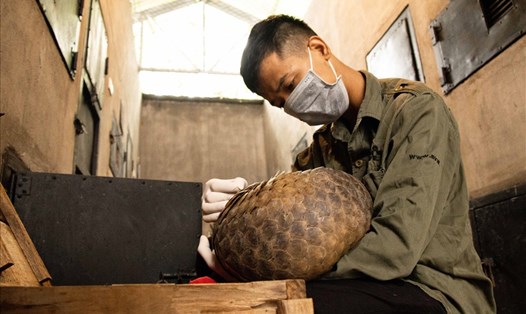 Hai cá thể Tê tê Java được cứu hộ thành công và đang được chăm sốc đặc biệt tại Vườn quốc gia Cúc Phương, Ninh Bình. Ảnh: NT