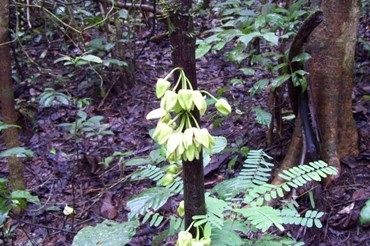 Loài cây mới uvariopsis dicaprio được đặt theo tên Leonardo DiCaprio. Ảnh: Royal Botanic Kew Gardens