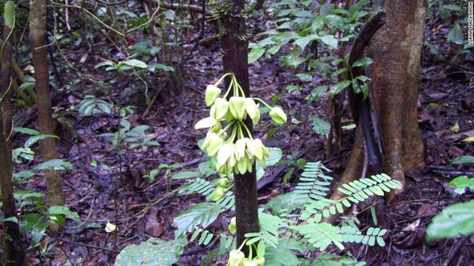 Loài cây mới uvariopsis dicaprio được đặt theo tên Leonardo DiCaprio. Ảnh: Royal Botanic Kew Gardens