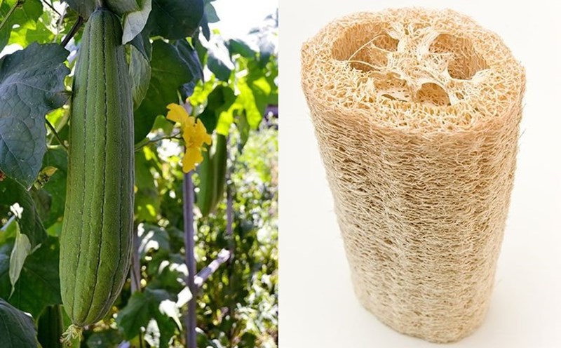 Người đưa sản phẩm xơ mướp “made in Việt Nam” ra thị trường quốc tế