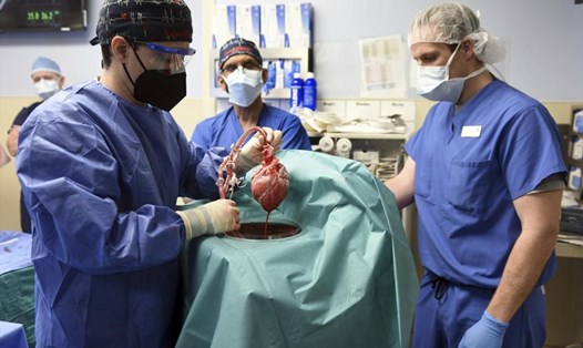 Lần đầu tiên, Mỹ ghép tim lợn cho một bệnh nhân. Ảnh: Trường y Đại học Maryland