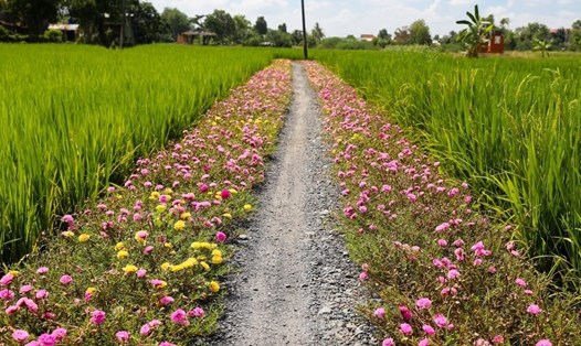 Ngành NNPTNT ứng dụng thí điểm trí tuệ nhân tạo trong quản lý sinh vật gây hại trên lúa. Ảnh minh họa: TL