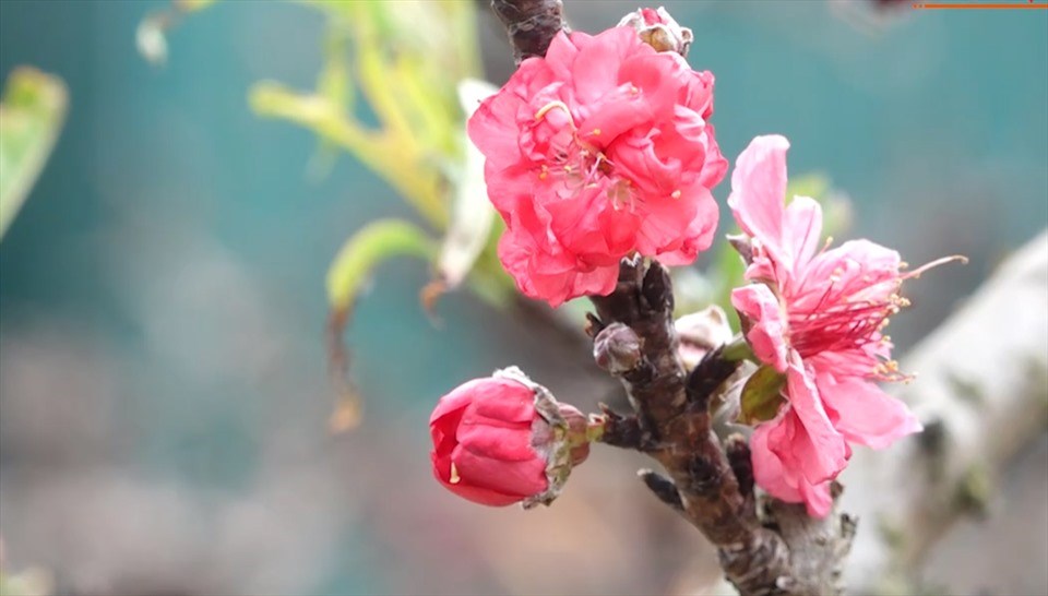 Đào thất thốn "nằm" điều hòa, giá chục triệu vẫn "cháy hàng". Đào thất thốn "nằm" điều hòa, giá chục triệu vẫn "cháy hàng".
