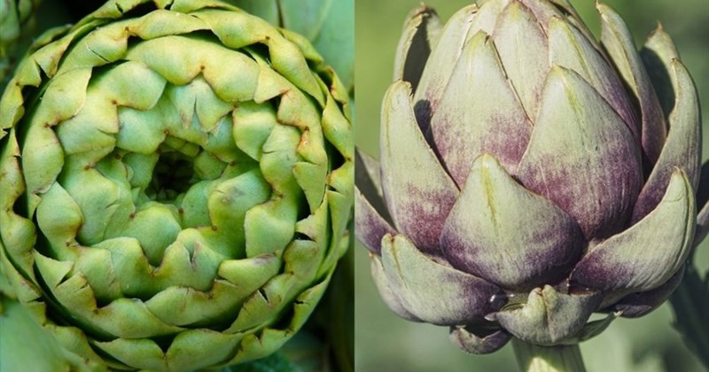 Atiso Da Điểm danh 5 lợi ích làm đẹp da của atisô