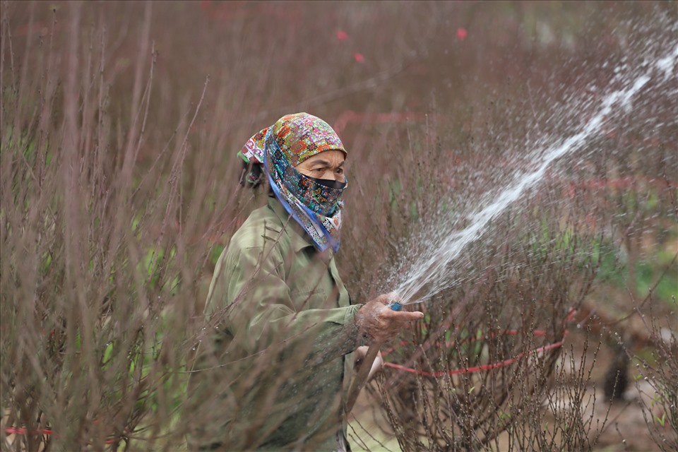 Người trồng đào ở phường Nhật Tân tất bật chăm sóc cây, chuẩn bị cho những ngày Tết Nguyên đán sắp tới. Ảnh: Phạm Đông