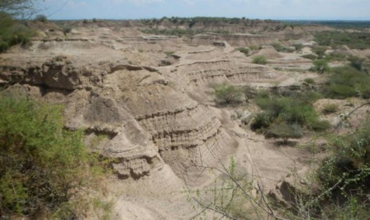 Hóa thạch Kibish Omo I được khai quật ở Ethiopia năm 1967. Ảnh: AFP