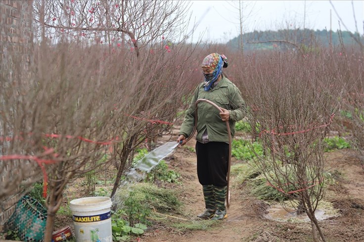 Nhịp sống 24h: Người trồng đào Nhật Tân thấp thỏm "ngóng" thời tiết