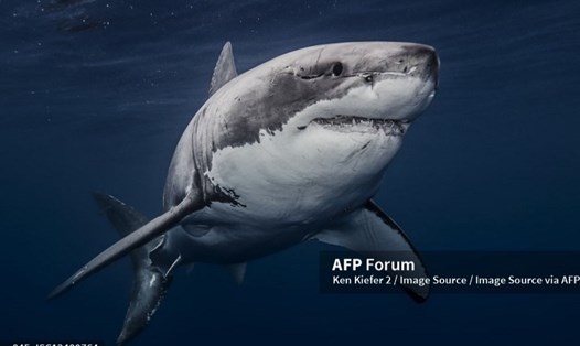 Cá mập trắng lớn. Ảnh: AFP