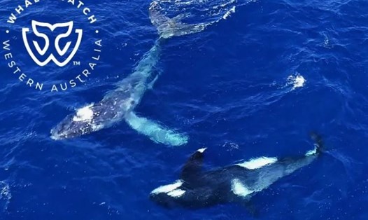 Lần đầu tiên cá voi sát thủ giúp đỡ một loài khác được ghi nhận ở Australia. Ảnh: Whale Watch Western Australia