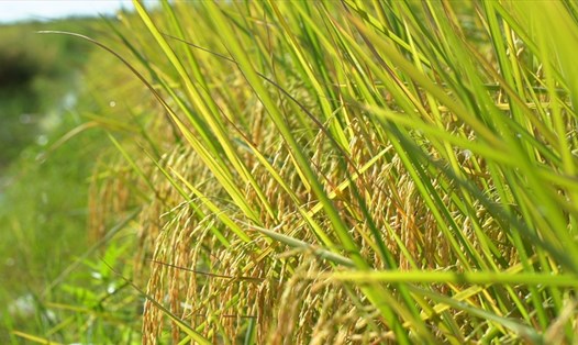 Giá gạo xuất khẩu 5% tấm của Việt Nam giảm thêm 5 USD/tấn. Ảnh: Tân Long