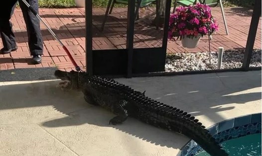 Cá sấu bị bắt ra khỏi một hồ bơi gia đình ở Florida, Mỹ. Ảnh: Hodge Pool Services