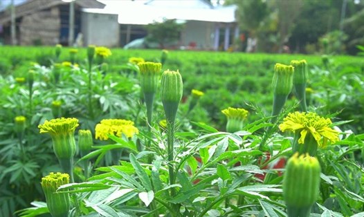 Vụ hoa Tết 2022 khởi sắc trở lại với người trồng hoa ở Kiên Giang. Ảnh: PV