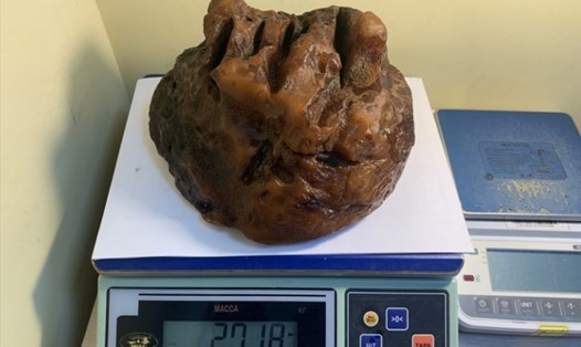 Viên hổ phách độc nhất vô nhị nặng 2.718 gram được tìm thấy trong quá trình kiểm tra mỏ đá Primorsky ở Nga. Ảnh: ambercombine.ru