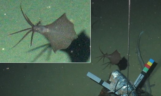Một con mực vây lớn mà đồng tác giả nghiên cứu Alan Jamieson đã quan sát được ở độ sâu hàng nghìn km vào năm 2014. Ảnh: Courtesy Alan Jamieson