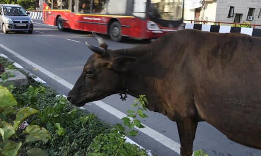 Con bò ở Brazil bỏ trốn trước khi bị đưa đến lò mổ. Ảnh: AFP