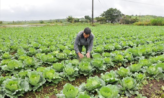 Nông dân Đắk Nông tập trung chăm sóc rau xanh đáp ứng nhu cầu thị trường. Ảnh: Phan Tuấn