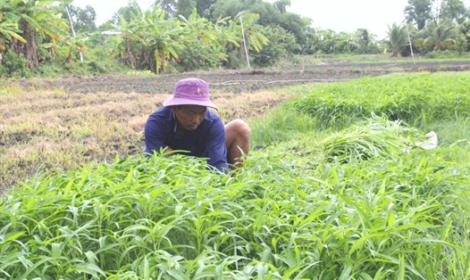 Nông dân xã Hòa Điền (huyện Kiên Lương) thu hoạch rau muống. Ảnh: PV