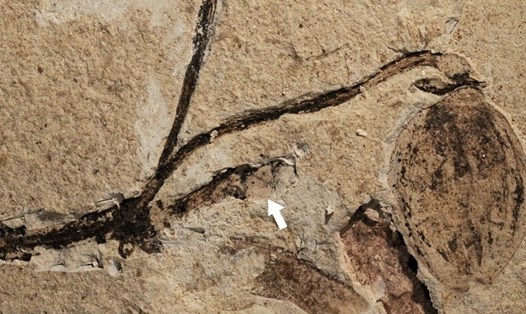 Hóa thạch Florigerminis jurassica, một cây thực vật hạt kín có từ kỷ Jura. Ảnh: NIGPAS