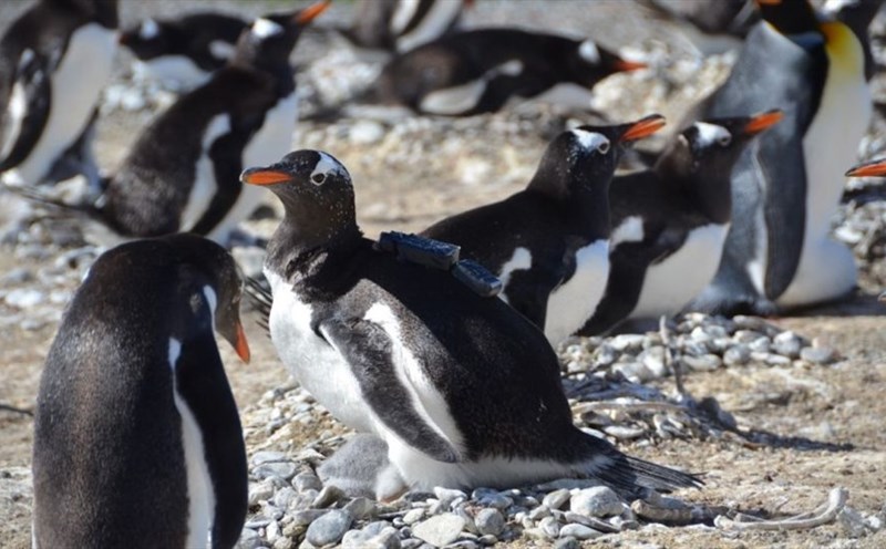 Cụ cố' chim cánh cụt già nhất thế giới qua đời vì tuổi cao sức yếu