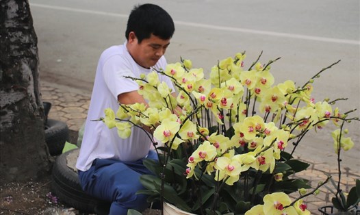 Anh Hải (đường Lê Nin, TP Vinh, Nghệ An) đang miệt mài tạo kiểu cho các chậu lan Hồ điệp. Ảnh: Quỳnh Trang