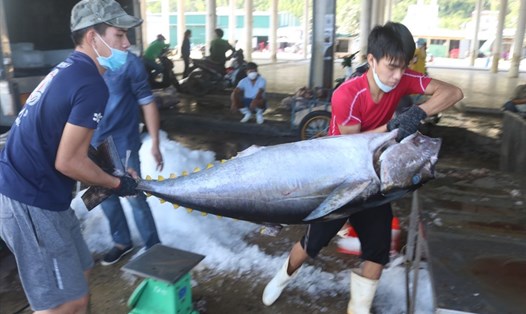 Giá cá ngừ cao kỷ lục, ngư dân Khánh Hòa an tâm vươn khơi bám biển. Ảnh KS
