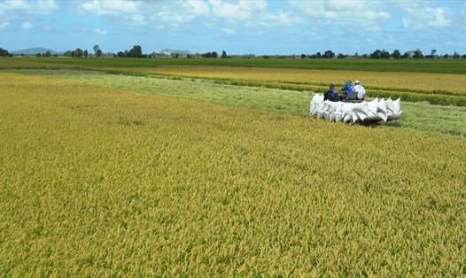 Giá gạo xuất khẩu ổn định hỗ trợ giá lúa gạo trong nước không biến động trong dịp sát Tết Nguyên đán 2022. Ảnh: T.Long