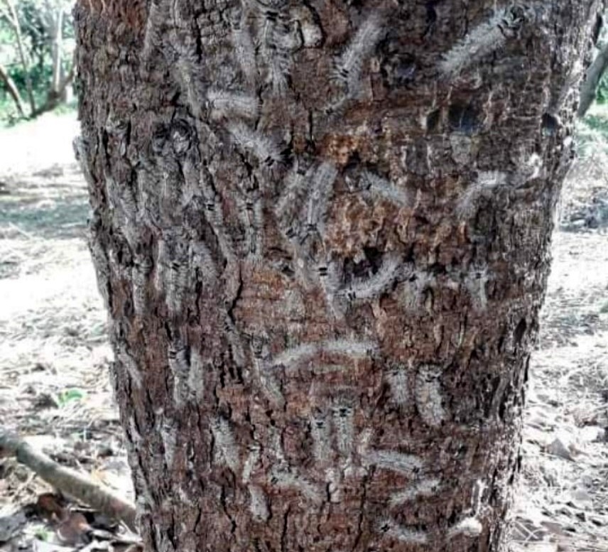 Đại dịch sâu róm vừa xuất hiện ở xã Đắk Ngo, huyện Tuy Đức, tỉnh Đắk Nông. Ảnh: Phan Tuấn