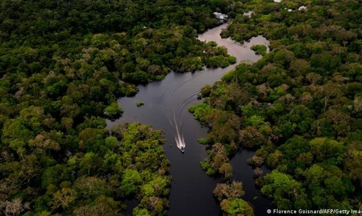 Cùng với Amazon, các khu rừng khác trong danh sách đã tồn tại từ hàng chục tới hàng trăm triệu năm và vẫn tiếp tục xanh tươi đến tận ngày nay. Ảnh: AFP
