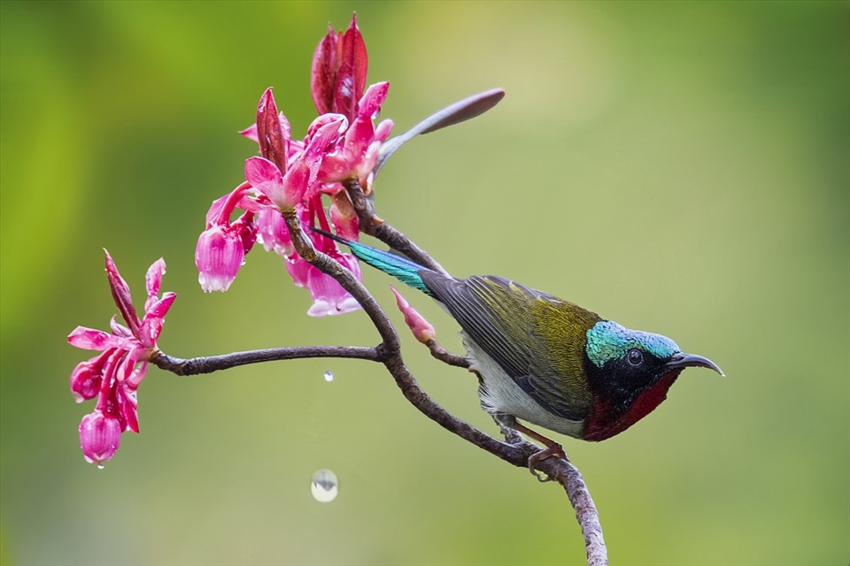 Đào chuông nở báo hiệu mùa xuân đã về trên “miền tiên cảnh” Bà Nà Hills. Ảnh: Phạm Phùng.