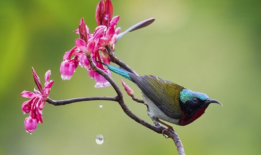 Đào chuông nở báo hiệu mùa xuân đã về trên “miền tiên cảnh” Bà Nà Hills. Ảnh: Phạm Phùng.
