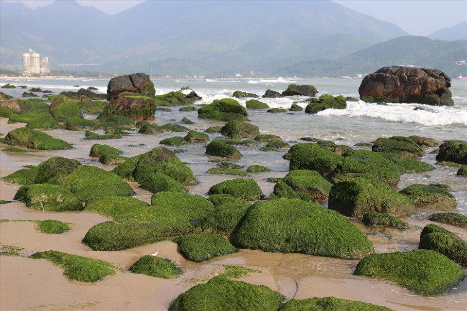 Bãi rêu xanh rì tại biển rạn Nam Ô thường xuất hiện từ tháng 12 khi thời tiết có nắng ấm. Ảnh: Nguyễn Linh