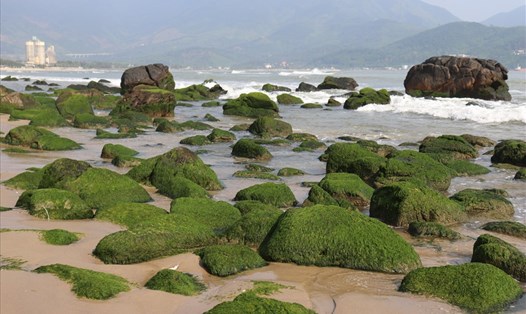 Bãi rêu xanh rì tại biển rạn Nam Ô thường xuất hiện từ tháng 12 khi thời tiết có nắng ấm. Ảnh: Nguyễn Linh