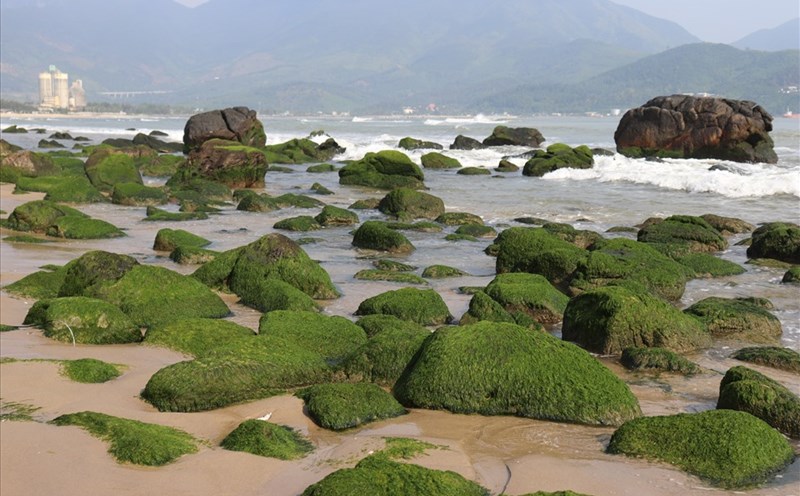 Bãi rêu xanh rì tại biển rạn Nam Ô thường xuất hiện từ tháng 12 khi thời tiết có nắng ấm. Ảnh: Nguyễn Linh