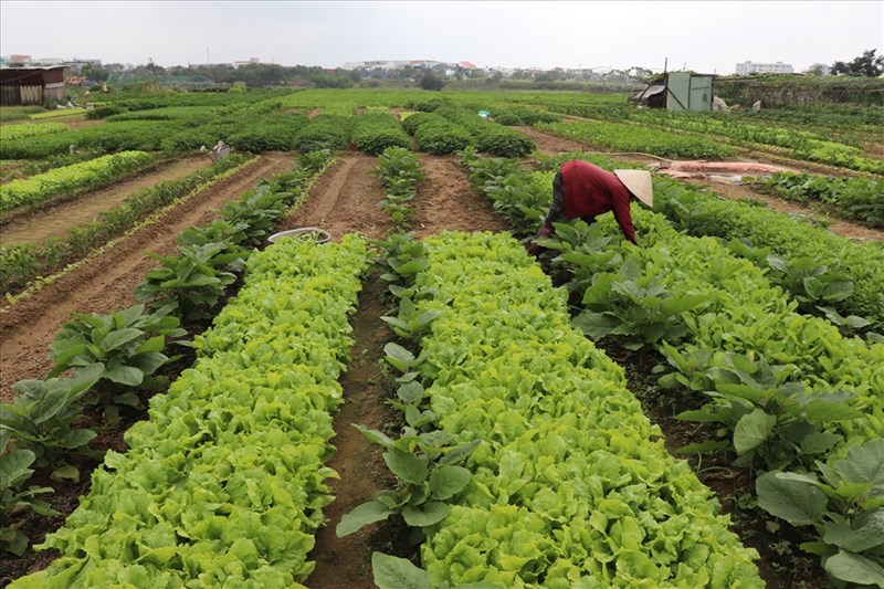 Vườn rau Đà Nẵng đắt hàng dịp cuối năm