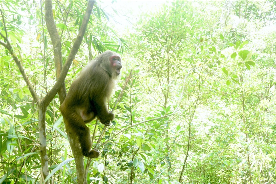 Một con thú được giải cứu, thả trở về với rừng xanh. Ảnh: Phan Tuấn