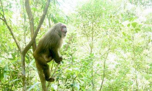 Một con thú được giải cứu, thả trở về với rừng xanh. Ảnh: Phan Tuấn