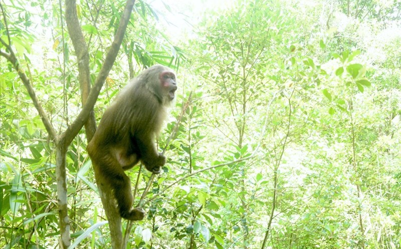 Một con thú được giải cứu, thả trở về với rừng xanh. Ảnh: Phan Tuấn