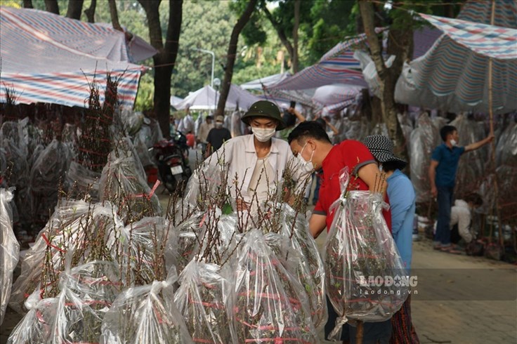 Nhịp sống 24h: Đào miền Bắc rộn ràng xuống phố khoe sắc ở TPHCM Nhịp sống 24h: Đào miền Bắc rộn ràng xuống phố khoe sắc ở TPHCM
