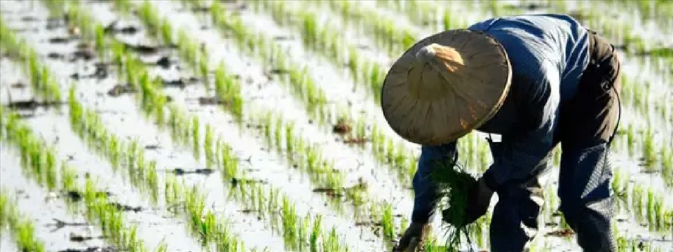 Trung Quốc công bố dự thảo mới về cây trồng chỉnh sửa gen. Ảnh: CropLife